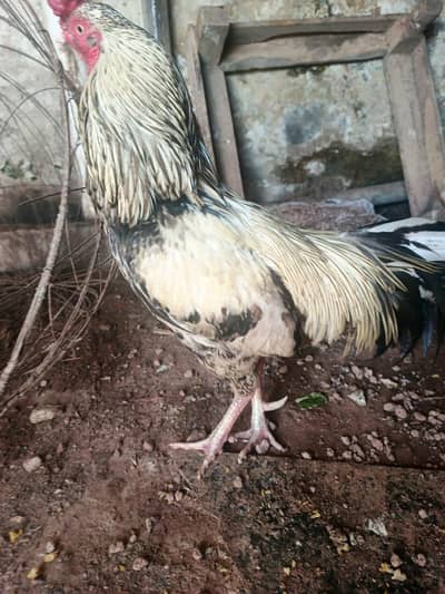 aseel murgha for sale