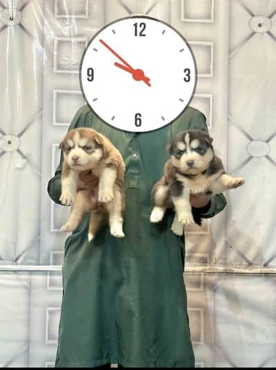 husky dog puppy pair
