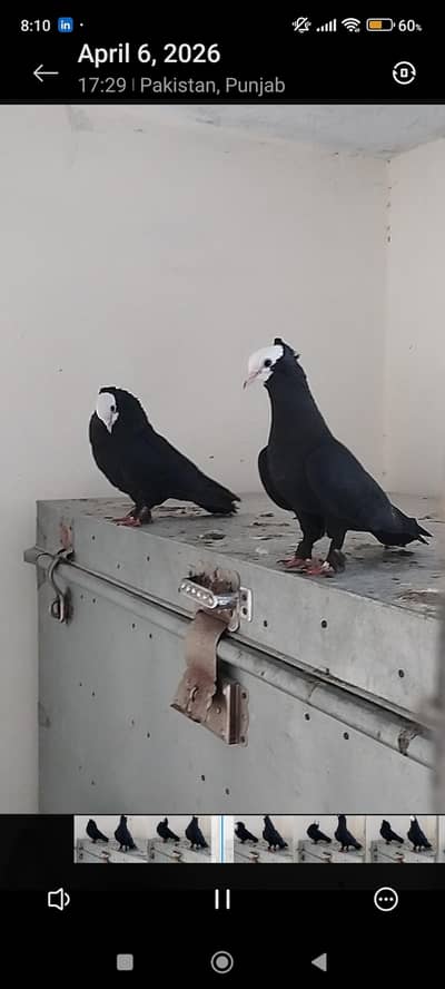 High quality Black Mukhi pair with chicks