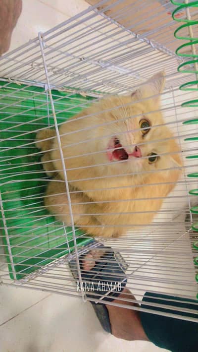 ger ki cat he 2 Cat baby b hn wo g sat hi he