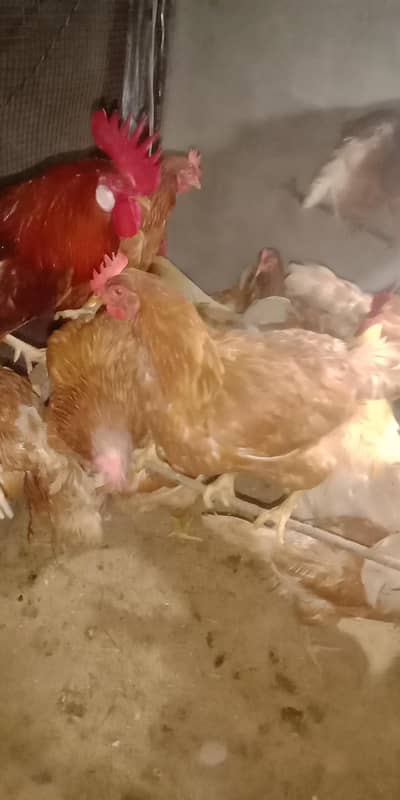 boven broon hen available