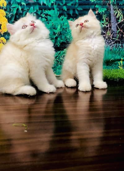 cash on deliveryPersian Punch face triple coat cat Kitten