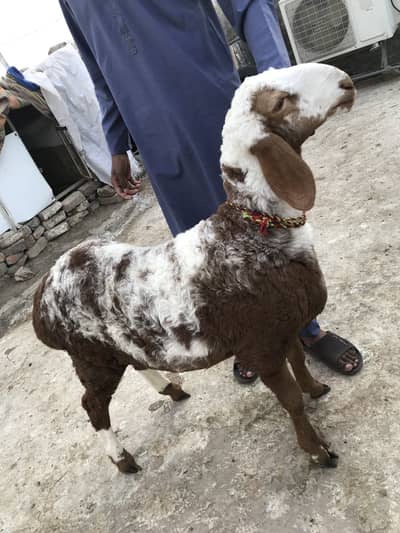 Dumba for sale O33Z 33 I6I 33 whattsapp