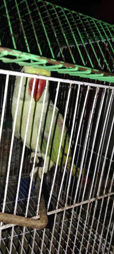 kashmiri raw parrot