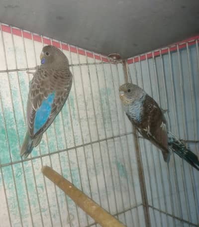 Black face & Black wing