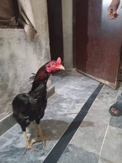 Aseel Murgha Thai Breed