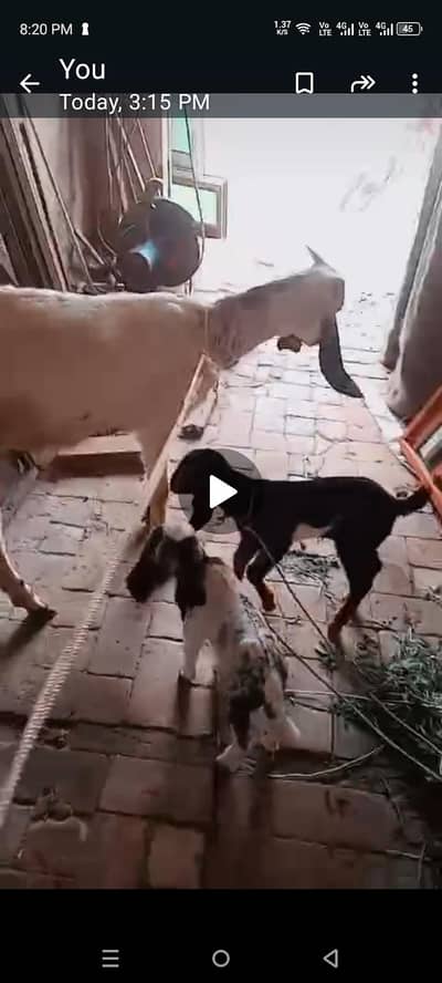 1 bakri KY Sath 2 fee mail baby's