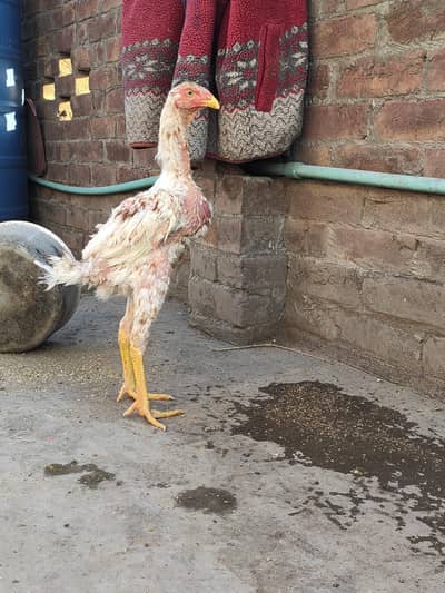 Aseel chicks or patha