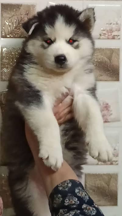 husky dog puppy