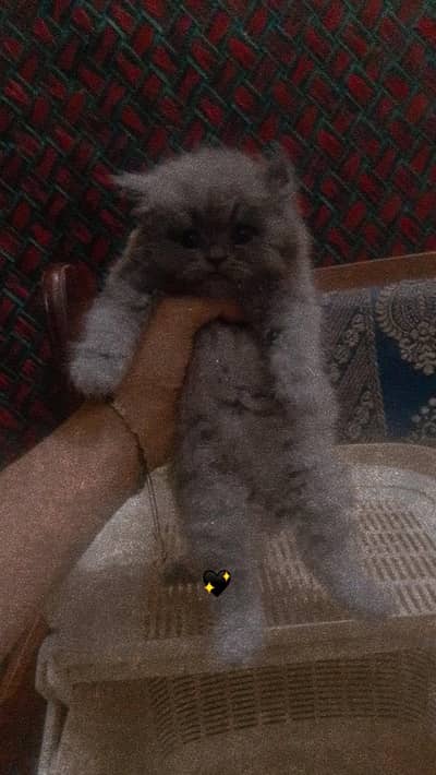 Russian triple coated female