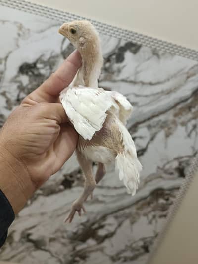 Parrot Beak Long Tail Aseel 