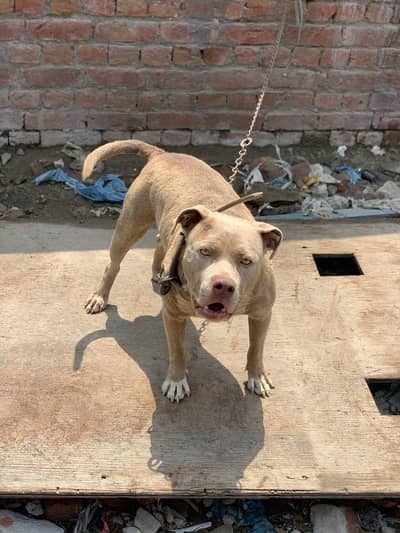 American pitbull female dog/ pitbully/ 2 shaded pitbull female dog