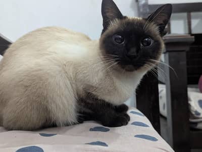 Siamese Cat