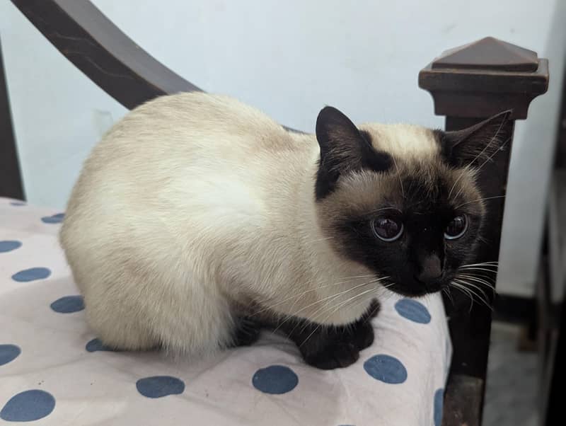 Siamese Cat 1