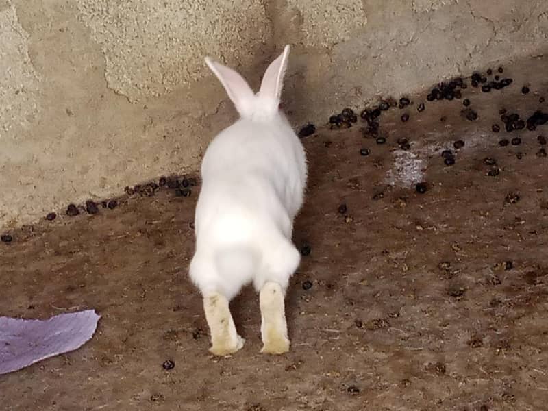 Rabbit 5