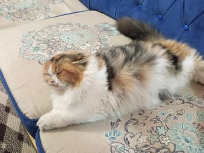 Persian cat