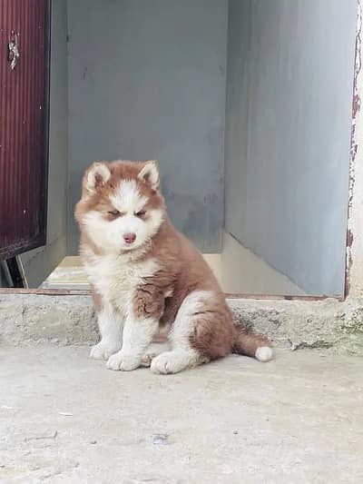 Siberian husky