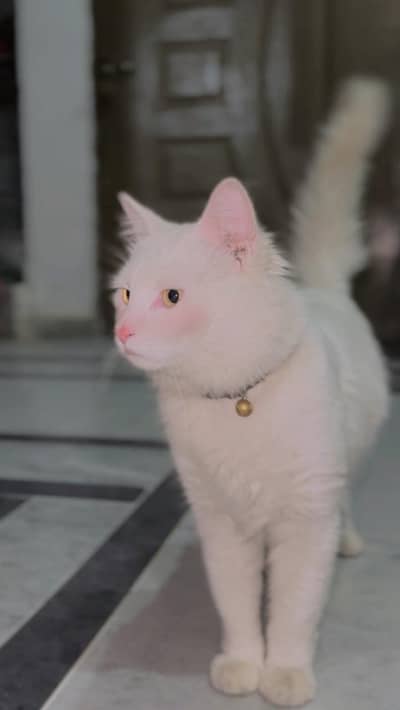 White color Persian cat
