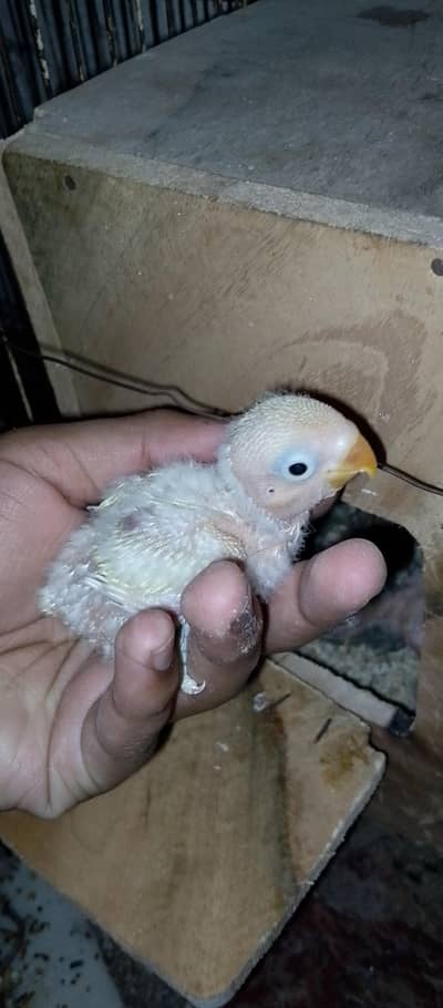 love birds chicks