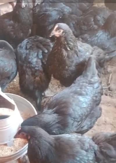 Lohmann Black Hens