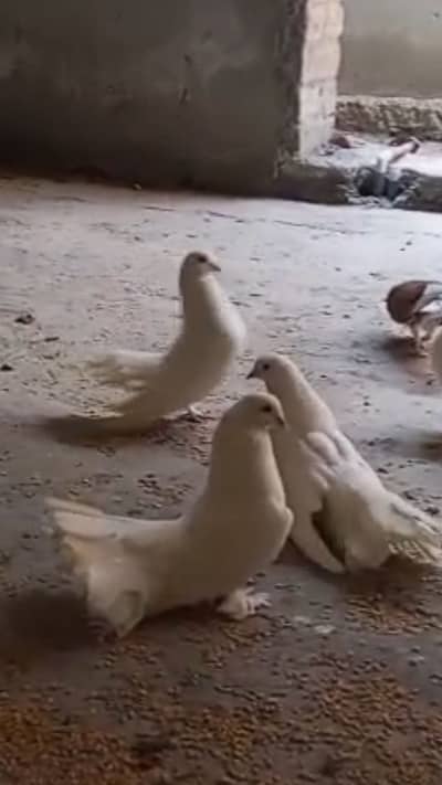 Fancy Pigeons For sale