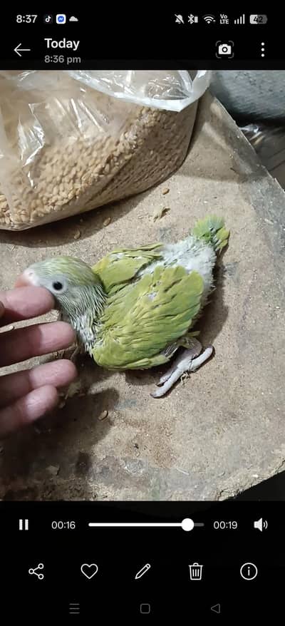green lace wing ring neck check