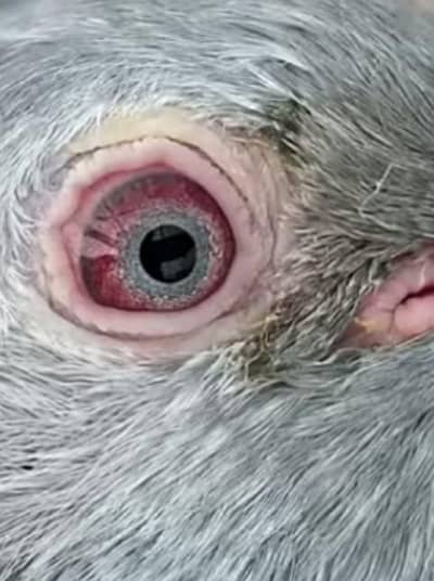 royal teddy imamdien