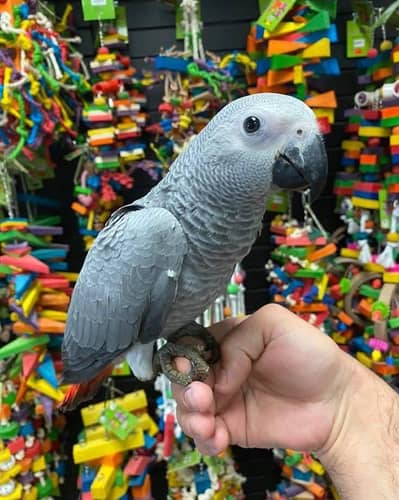 African gray