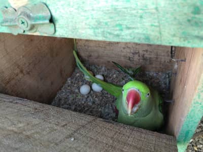 breeding pair egg lying