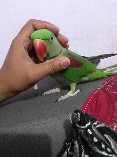 beautiful green parrot