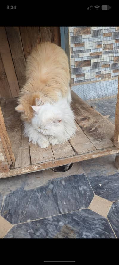 male cat variable from meeting