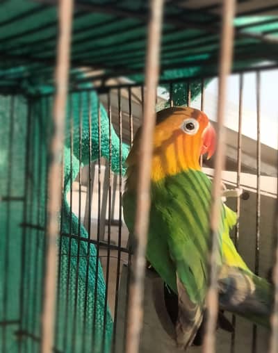 100% breeder female green fisher