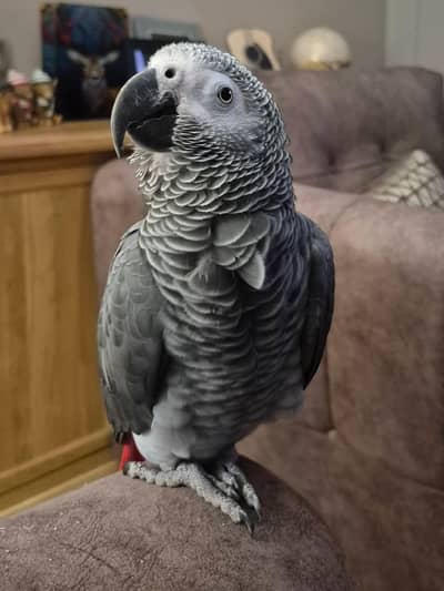 African gray