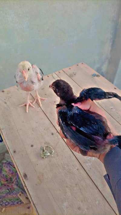 Aseel chiks for sell pure Quality male and female