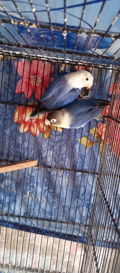 9 pair lovebirds for urgent sale. . .