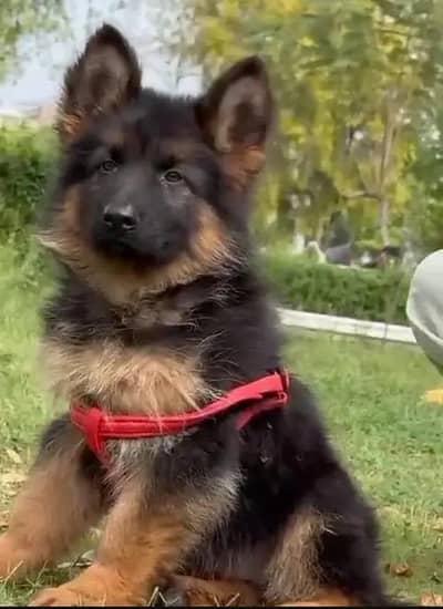 German Shepherd puppy dog for sale Call My WhatsApp 0341,2721,593