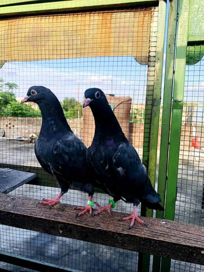 Top Quality Bchy 2500 par