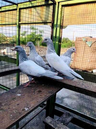 Top Quality Bchy 2500 par