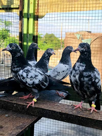 Top Quality Bchy 2500 par