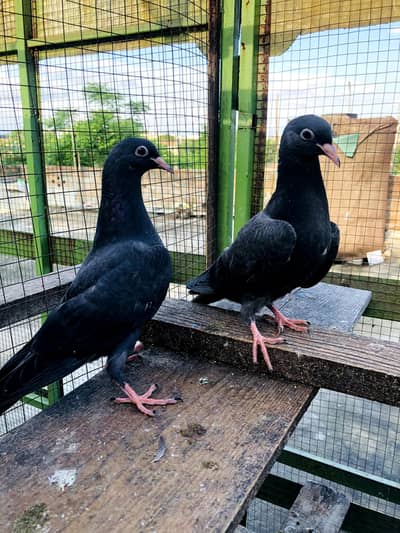 Top Quality Bchy 2500 par