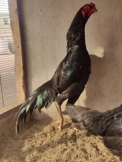 German Shamo ViP Quality Chick's Available