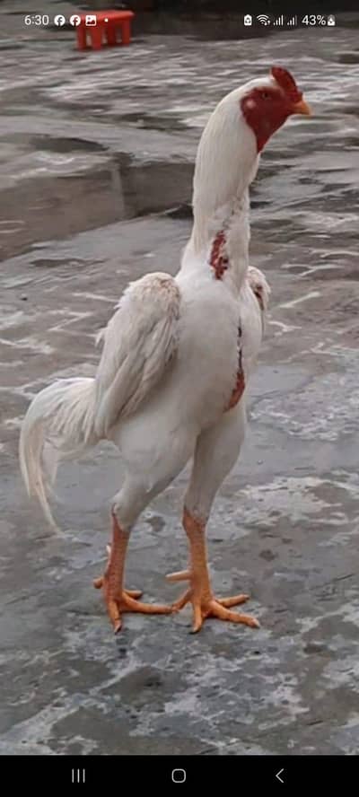 Beautiful Top Quality Paper White set and Shiny Pure Black Set