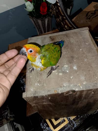 Parrots for sale