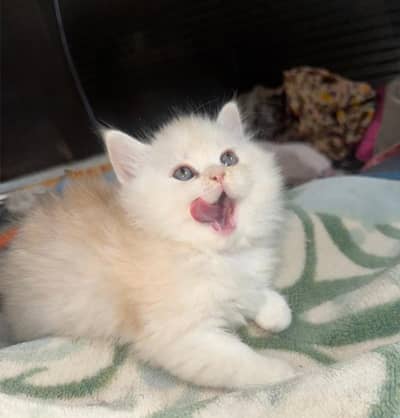 Persian kittens /triple coat/male/female kittens available