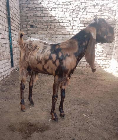 Kamori Goats For Sale