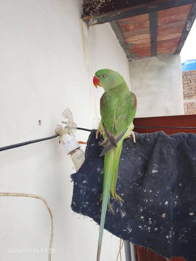 hand team talking parrot for sale 03054636833