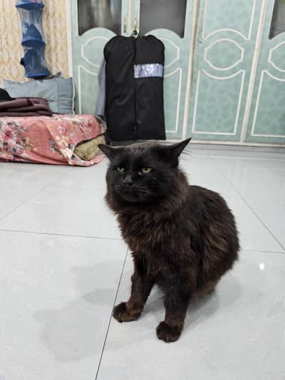 persian cat brown black colour recently vaccinated 03214126060