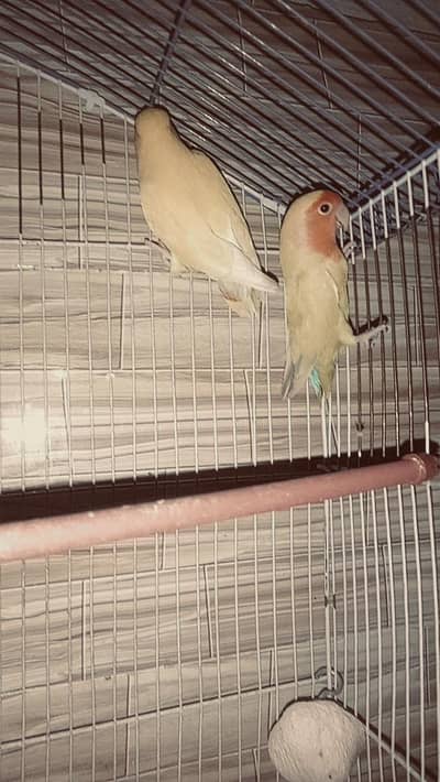 common lation male prasnata female