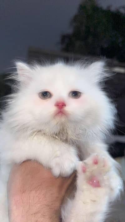 Persian Kitten
