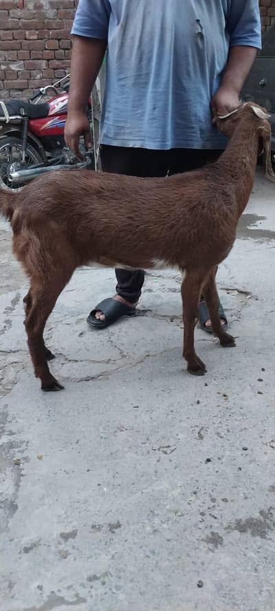 Pedu for sali for sale 03077004931